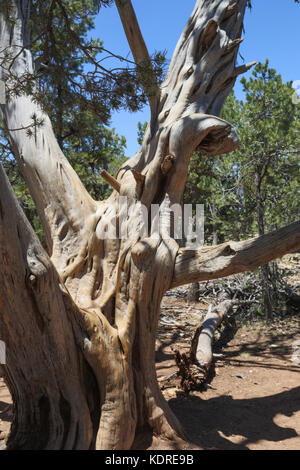 Standing dead Utah juniper (Juniperous osteosperma) on south rim of Grand Canyon Stock Photo