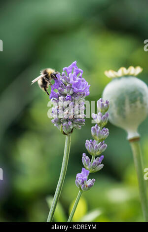 Bee on flower in summer garden with poppy head in background Stock Photo