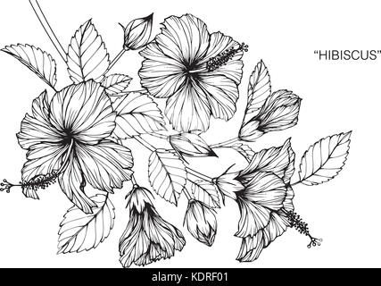 Hibiscus flower drawing  illustration. Black and white with line art. Stock Vector