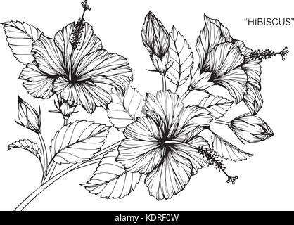 Hibiscus flower drawing  illustration. Black and white with line art. Stock Vector