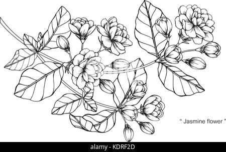 Jasmine flower drawing illustration. Black and white with line art ...