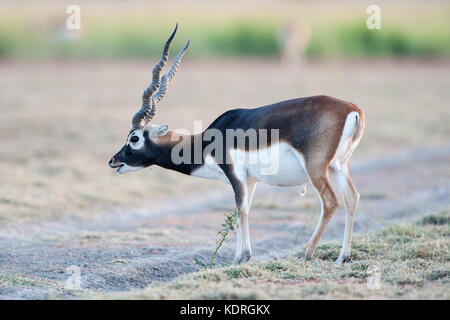 The image of Male Blackbuck ( Antilope cervicapra) was taken in Taal chappar Rajasthan, India Stock Photo