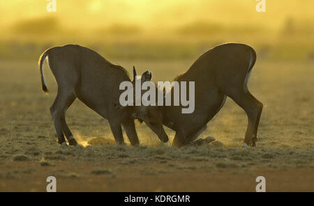 The image of Nilgai sparring ( Boselaphus tragocamelus) in Taal chappar Rajasthan, India Stock Photo