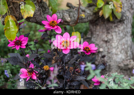 DAHLIA 'BISHOP'S CHILDREN' PINK Stock Photo