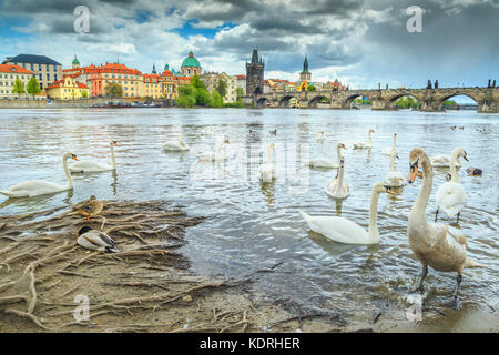 Amazing cityscape with swans and ducks on Vltava river in Prague, best Europian touristic town, Czech Republic, Europe Stock Photo