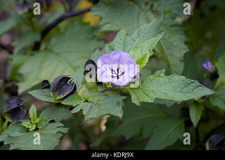 Nicandra physalodes flower and seedpods  in Autumn. Stock Photo