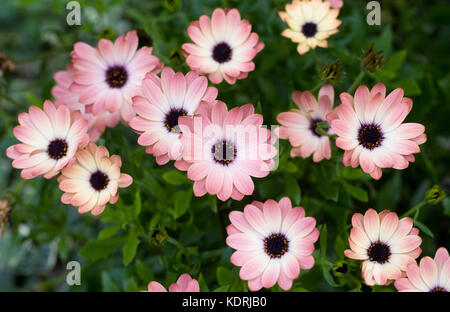 Osteospermum 'Pixie Bronze' flowering in October. Stock Photo