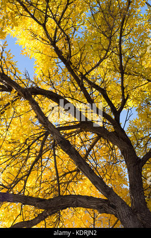 Yellow leaves of fall on a deciduous elm tree photographed from below. Blue sky is visible between the leaves. Photographed in natural light. Stock Photo