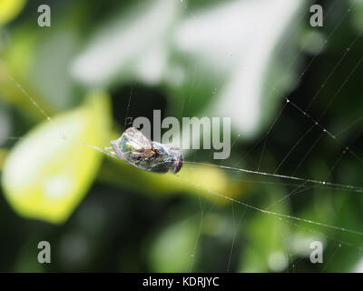 A wasp caught in a spiders web and wrapped in silk Stock Photo