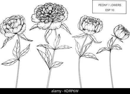 Peony flower drawing illustration. Black and white with line art. Stock Vector
