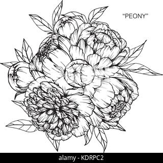 Bouquet of peony flowers drawing. Stock Vector