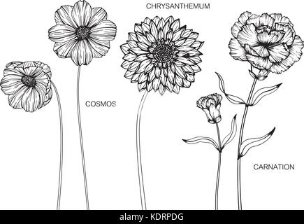 Cosmos, Chrysanthemum, Carnation flower drawing  illustration. Black and white with line art. Stock Vector