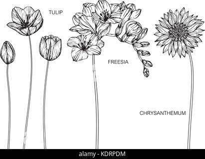 Tulip, Chrysanthemum, Freesia flower drawing  illustration. Black and white with line art. Stock Vector