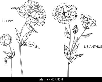 Peony and lisianthus flower drawing  illustration. Black and white with line art. Stock Vector