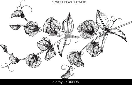 Sweet pea flower drawing  illustration. Black and white with line art. Stock Vector