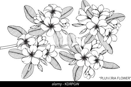 Plumeria flower drawing  illustration. Black and white with line art. Stock Vector