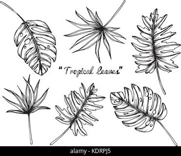 Tropical leaves drawing. Stock Vector