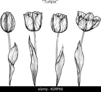 Tulip flower drawing  illustration. Black and white with line art. Stock Vector
