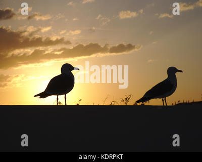 Seagulls at sunset in Lagoa, Portugal Stock Photo