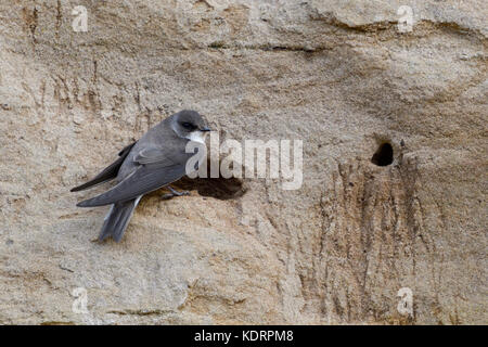 Sand Martin / Bank Swallow / Uferschwalbe ( Riparia riparia) perched in front of its nesting hole in breeding colony at river bank, wildlife, Europe. Stock Photo