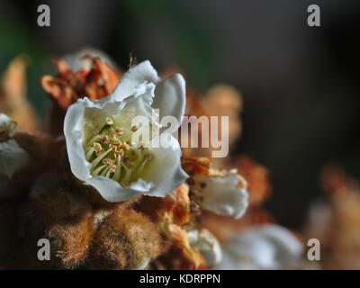 Macro photograph of a Loquat Eriobotrya Japonica tree flower Stock Photo
