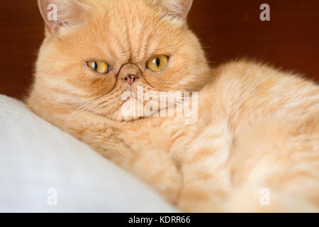 Ginger exotic persian cat portrait. Closeup view, horizontal Stock Photo