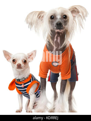 Chinese crested hot sale chihuahua