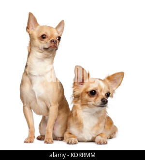 Chihuahuas, 2 years old, sitting against white background Stock Photo ...