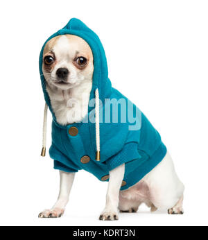 Chihuahua wearing hoodie hi-res stock photography and images - Alamy