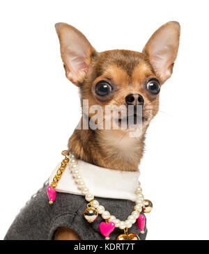 Close-up of a dressed up Chihuahua, isolated on white Stock Photo