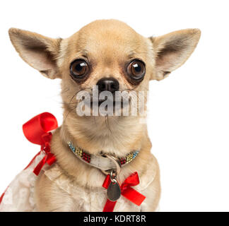 Close-up of a Chihuahua with fancy collar, looking at the camera, 4 years old, isolated on white Stock Photo