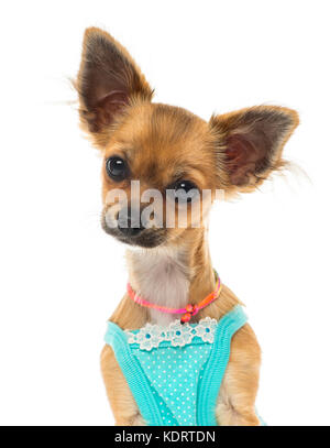 Close up of a dressed up Chihuahua, isolated on white Stock Photo