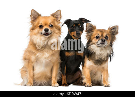 miniature pinscher and chihuahua Stock Photo