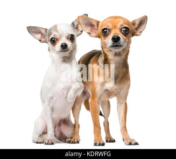 Two Chihuahuas in front of a white background Stock Photo