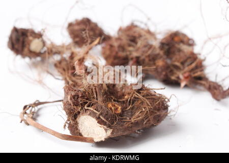 Priprioca root on white background, cut open, showing white interior Stock Photo