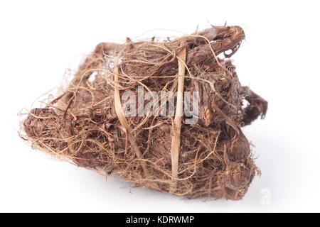 Priprioca root, white background Stock Photo