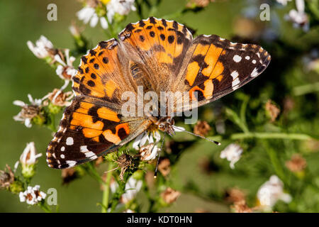 Painted Lady Butterfly family nymphaldae on wildflowers Stock Photo