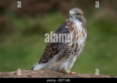 Full length portrait of a red tailed hawk perched on a rock and looking over its shoulder to the left Stock Photo