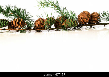Christmas decoration - bunch of european larch tree (Larix) with larch cones isolated on white background. Stock Photo