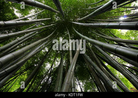 Giant bamboo  reaching up converging into the canopy