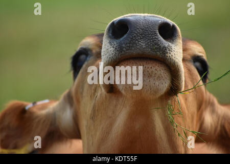 Cow eating grass with head in the air showing its nostrils and mouth closeup.  The cows head is tilted upward. Stock Photo