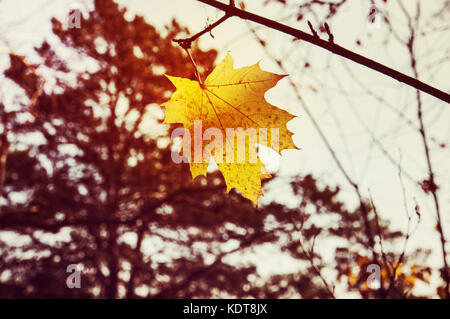 Yellow maple leaf as an autumn symbol. Stock Photo