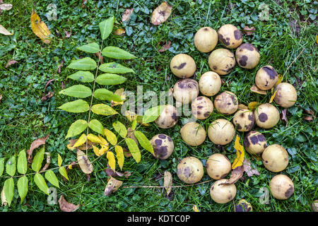 Juglans cathayensis or Juglans mandshurica, Chinese Walnut tree, autumn fallen leaves, and nuts Stock Photo