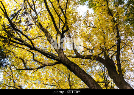 Juglans cathayensis, Chinese Walnut tree autumn, yellow autumn leaves in a treetop Stock Photo