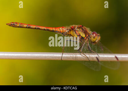 Red Dragonfly, Common Darter Stock Photo