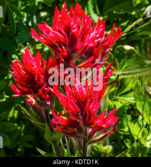 Magenta Indian Paintbrush Castilleja parviflora Wildflower Mount Rainier National Park Paradise Pacific Northwest Washington State Stock Photo