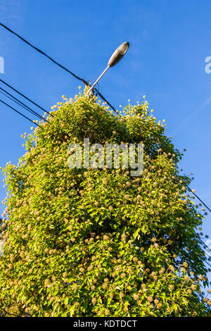 Flowering Common Ivy (Hedera helix) growing up street lamp - France. Stock Photo