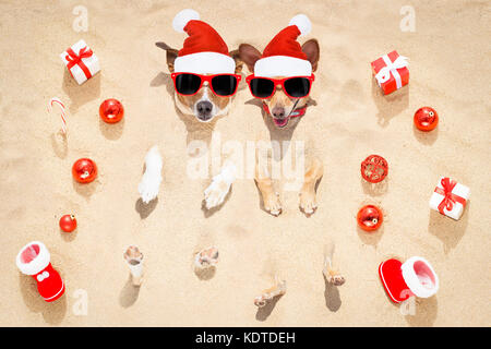 couple of two  dogs buried in the sand at the beach on merry christmas holiday ,gifts , boots and serpentine streamers all over the place Stock Photo