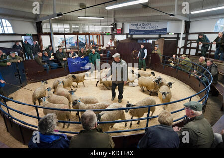 Lazonby Auction Mart, Cumbria, UK. Autumn sale of mule gimmer lambs. Lambs being auctioned in the ring. Stock Photo