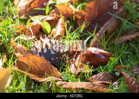 fallen chestnut in fall time Stock Photo